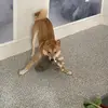 Jupiterjones - @jupiterjonesshiba - TikTok