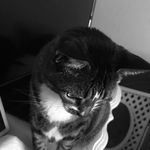 Justice Hamilton - @dxd.my_animals - Instagram