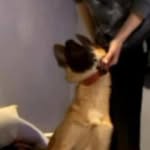 Justice For Ghost and Pierce - @justiceforghostandpierce - Instagram