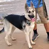 Theshepard - @justicetheshepard_ - TikTok