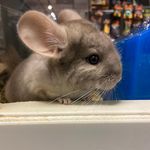 Justin Ables - @jungle_exotic_pets - Instagram