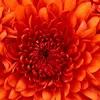 Justine Appel - @justine.appel - TikTok