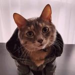 Justin Bartholomew McFuzzypaws - @justin.mcfuzzypaws - Instagram