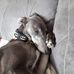 Justine Batchelor - Facebook