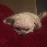 Justin Benner - @bowzerdog - Instagram