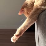 Justin Bobby of cats - @letsgo.justinbobby - Instagram