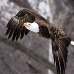 Justin Cale - @wild_man_creative - Instagram