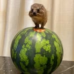 ジャスティン - @cape_hyrax_justin - Instagram