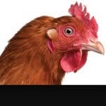 Follow Me I Follow You - @justin_chicken_lover - Instagram