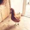 Just'In Chic and Cat - @just_in_chick - TikTok