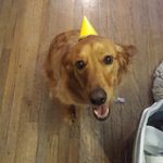 Justin Click - @lunathegoldenpupperness - Instagram