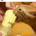 Justin corcoran - @corkdaddi - Instagram