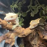 Justin and Raelynn Crider - @thegeckoworkshop - Instagram