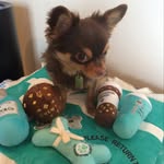 Simba.1101 - @justincrown.love - Instagram