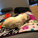 Justin Dearing - @dearing_justin - Instagram