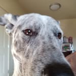 Justin Dingler - @ginglejustin - Instagram