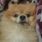 STAR JUSTIN VON DISNEY - @star_pomeranian - Instagram