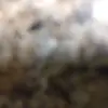 Justin Dolen - @justindolen - TikTok