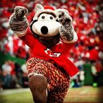 cardinals chiefs fan - @justin_featherston - Instagram