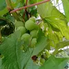 Justin Harnish - @all_about_the_plants - TikTok
