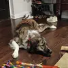 Justin Heald - @justin.heald - TikTok