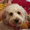justin henshaw - @justin.henshaw1 - TikTok