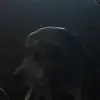 justinspringhower - @justinspringhower - TikTok