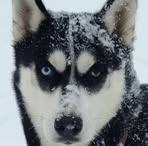 Justin Knutson - Facebook