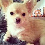 Hey I'm Prince Justin, Follow! - @justinlaursen - Instagram