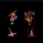 Justin Laursen - @_justinlaursen_ - Instagram