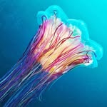 Justin Ley - @julleyfish - Instagram