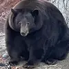justin_milne - @justin_milne - TikTok