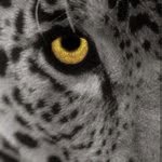 Justin Moralez - @photowizard95 - Instagram