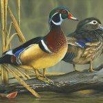 Justin padgett - @duckmaster25 - Instagram