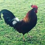 @justin_.pedigo - Instagram