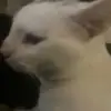 Justin - @justin.pedigo - TikTok