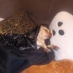 Justin Pelfrey - @namnori713 - Instagram