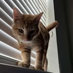 Justin Pena - @justin_datboi - Instagram