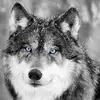 Justin Wolf - @justin.peter - TikTok