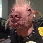 Justin Petrin - @rogerlebleuz - Instagram