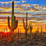 Justin Pfaff - @deserthills_landscaping - Instagram