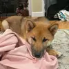 Justin Pham - @justin.pham03 - TikTok