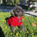 Justin Pham - @gustinpham - Instagram