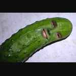 @justin_bieber_pickel - Instagram