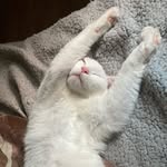 Justin - @justin_poppy_seed - Instagram