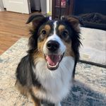 Justin Pulley - @the_adventures_with_willow - Instagram