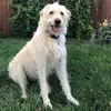 Justin Rau - @dude_with_a_dogg - TikTok