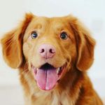 justin redman - @man_love_dogs - Instagram