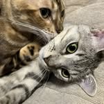 T家の猫たち〜 - @justinregalo88 - Instagram