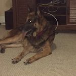 Justin Dakota Samford - @dogdickdays - Instagram